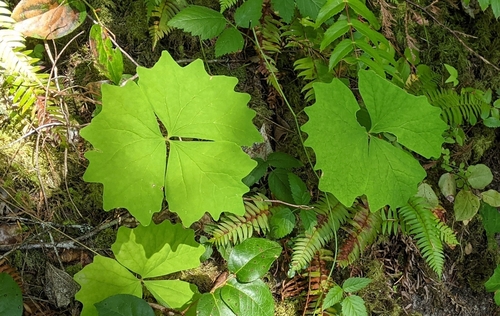 Deer's foot (Achlys californica)