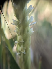 Spiranthes × stellata