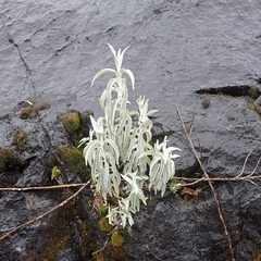 Salvia paramicola