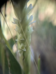 Spiranthes × stellata