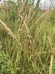 Agrostis microphylla