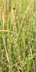 Agrostis microphylla