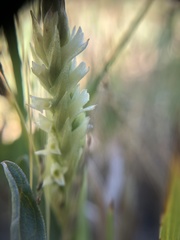 Spiranthes × stellata