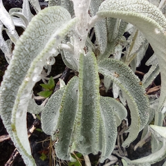 Salvia paramicola