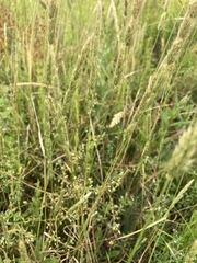 Agrostis microphylla
