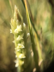 Spiranthes × stellata