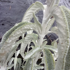 Salvia paramicola
