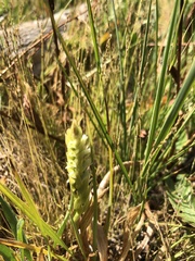 Spiranthes × stellata