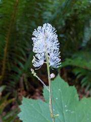 Actaea elata