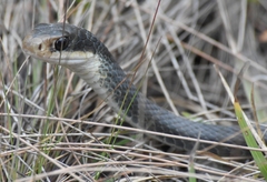 Coluber constrictor paludicola