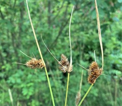 Carex unilateralis