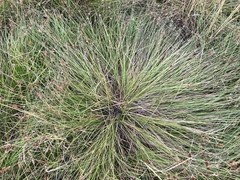 Carex unilateralis