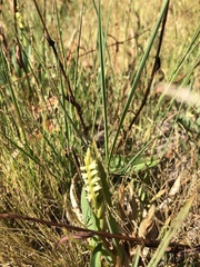 Spiranthes × stellata