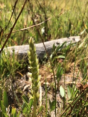 Spiranthes romanzoffiana