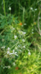 Thalictrum sparsiflorum