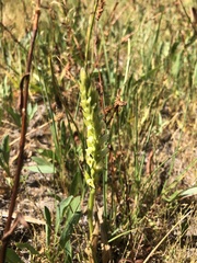 Spiranthes romanzoffiana