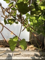Oxalis