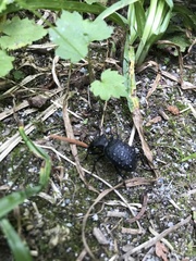 Cychrus tuberculatus