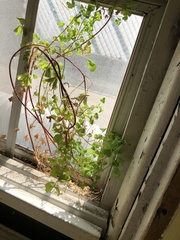 Oxalis