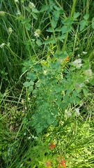 Thalictrum sparsiflorum