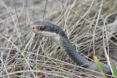 Coluber constrictor paludicola