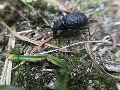 Cychrus tuberculatus