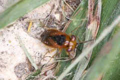 Isthmocoris imperialis