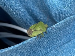 Palomena viridissima