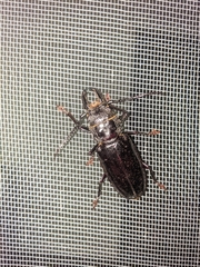 Nothopleurus lobigenis