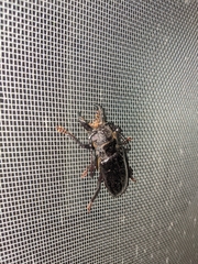 Nothopleurus lobigenis