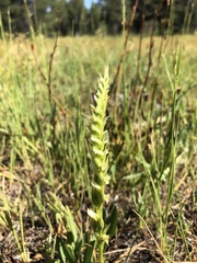 Spiranthes romanzoffiana