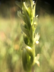 Spiranthes romanzoffiana