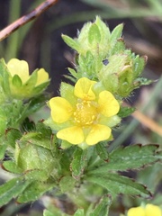 Potentilla rivalis