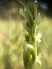 Spiranthes romanzoffiana