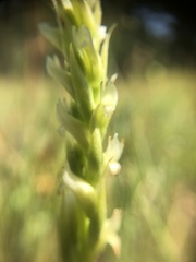 Spiranthes romanzoffiana