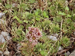 Sempervivum tectorum