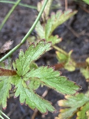 Potentilla rivalis