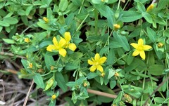 Hypericum humifusum