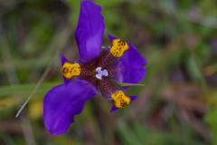 Hesperoxiphion herrerae