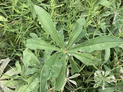 Lupinus polyphyllus polyphyllus