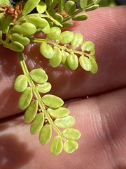 Bursera exequielii