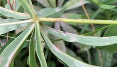 Lupinus polyphyllus polyphyllus