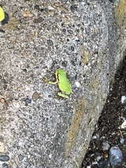 Hyla japonica