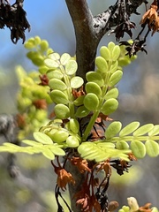 Bursera exequielii