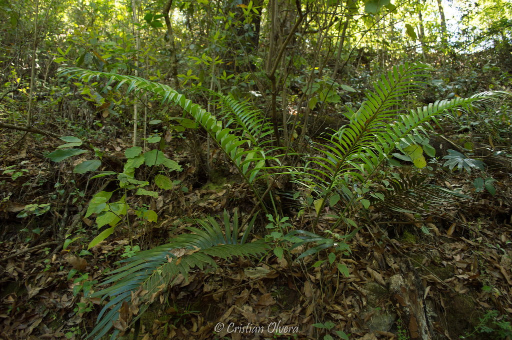 Ceratozamia fuscoviridis in March 2018 by Cristian Olvera · iNaturalist