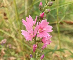 Sidalcea nelsoniana