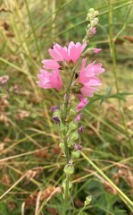 Sidalcea nelsoniana