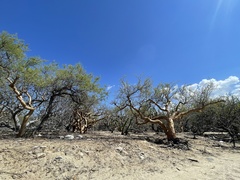 Bursera exequielii