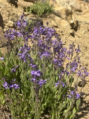 Veronica copelandii