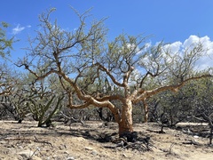 Bursera exequielii